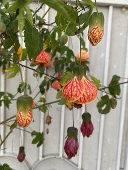 Arbolito De Linterna China , Farolito Chino Con Flores, Está Planta Es Para Patio Con Sol Tambien En Media Sombra Se Da Muy Bonito Pick Up