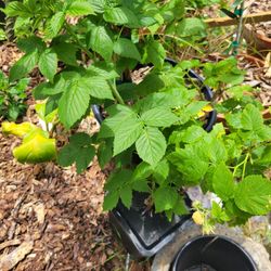 Yellow RASBERRY PLANT 