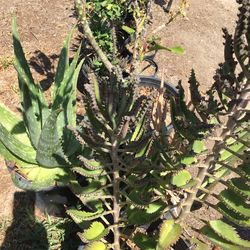 Plants For Sale