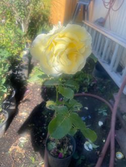 Plant: Rose
