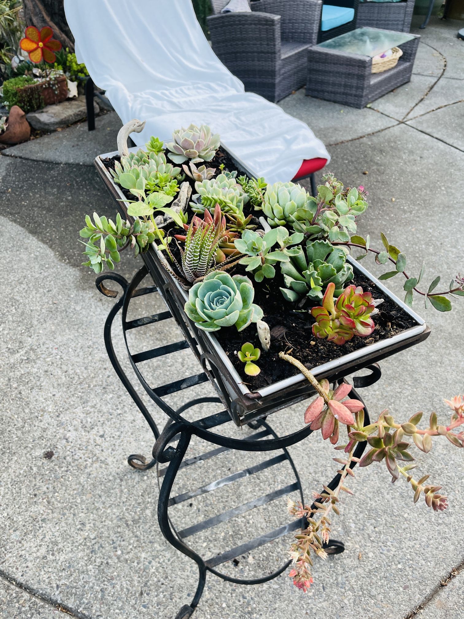 Mixed Succulent Centerpieces With Hawaiian Beachwood Accents