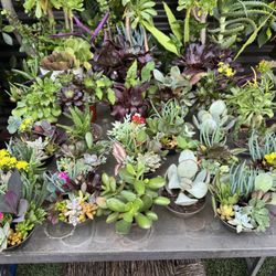 Little Cute Succulents 