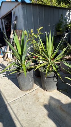Plant