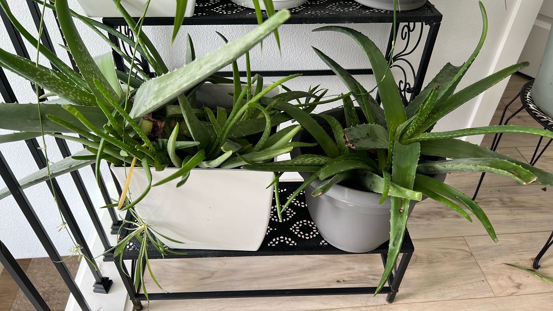 2 Aloe Vera Plants 🌱 