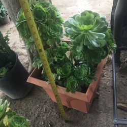 Assorted plants