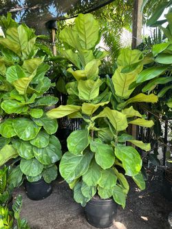 Fiddle leaf fig in 7 gls pot. SPECIAL PRICE 🤩