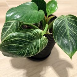 Philodendron Birkin indoor decorative plant