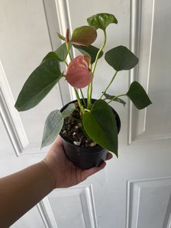 Pink anthurium 5’