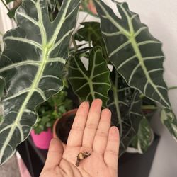 Alocasia Polly Corms