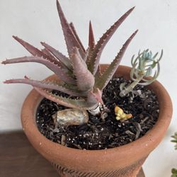 Succulent Plant