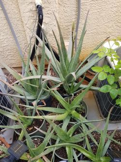 Aloe Vera Plants 
