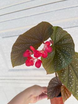 Begonia lercerna plant