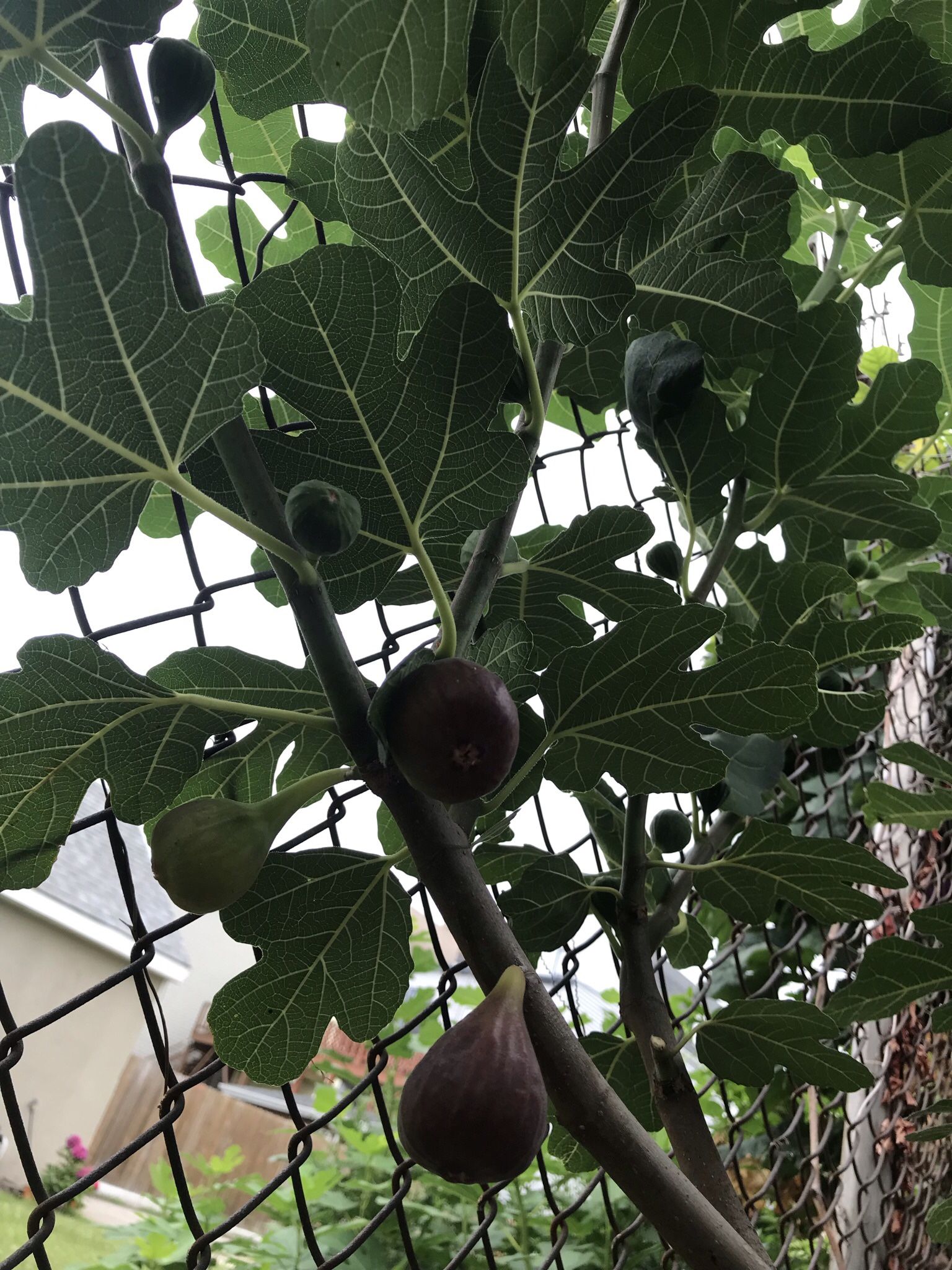 fig tree
