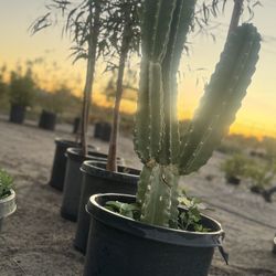 Agave And Cactus 🌵