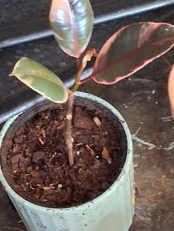 Rubber Plant Ficus Elastica Small Cutting