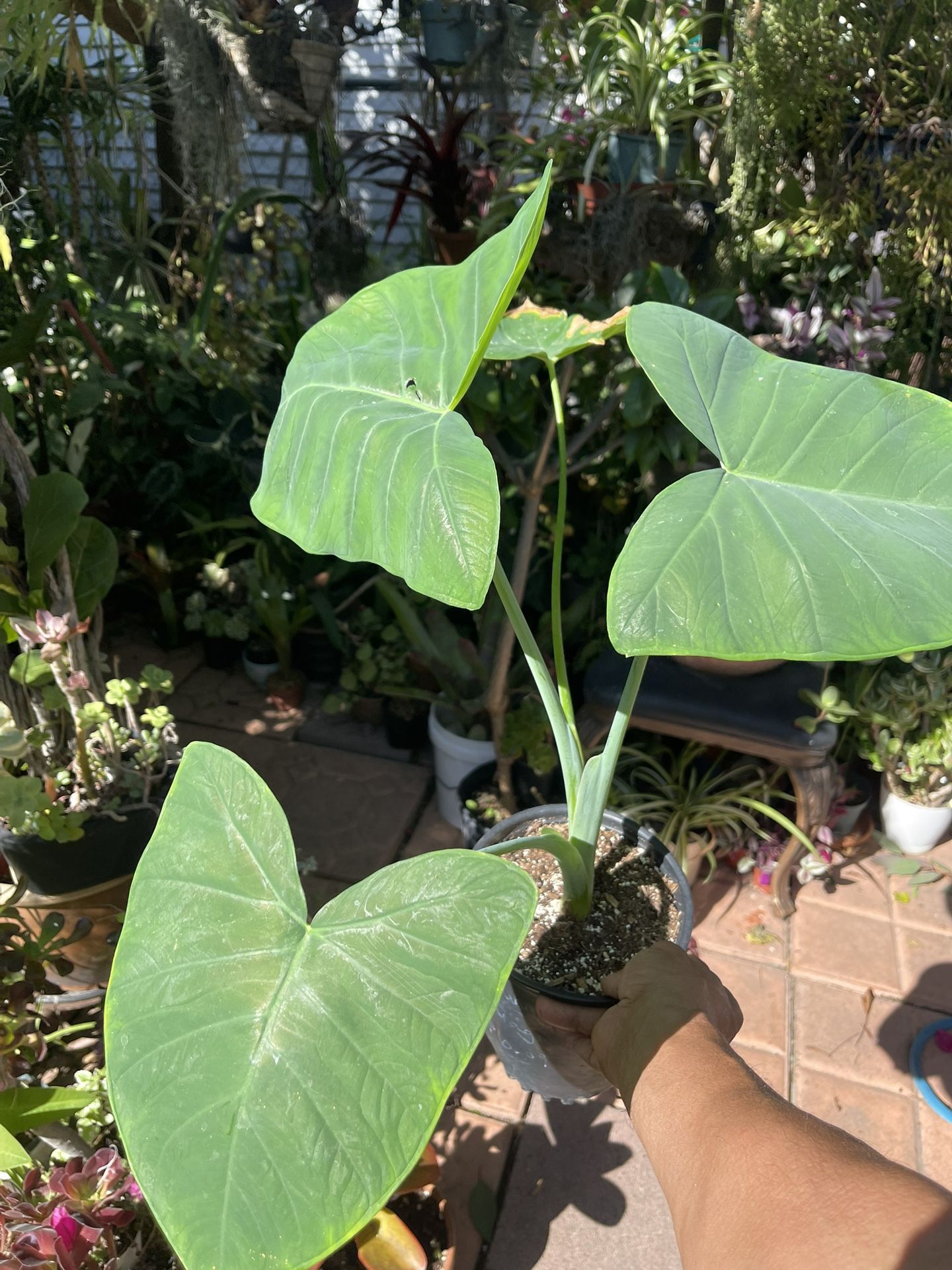 Elephant Ear Plant
