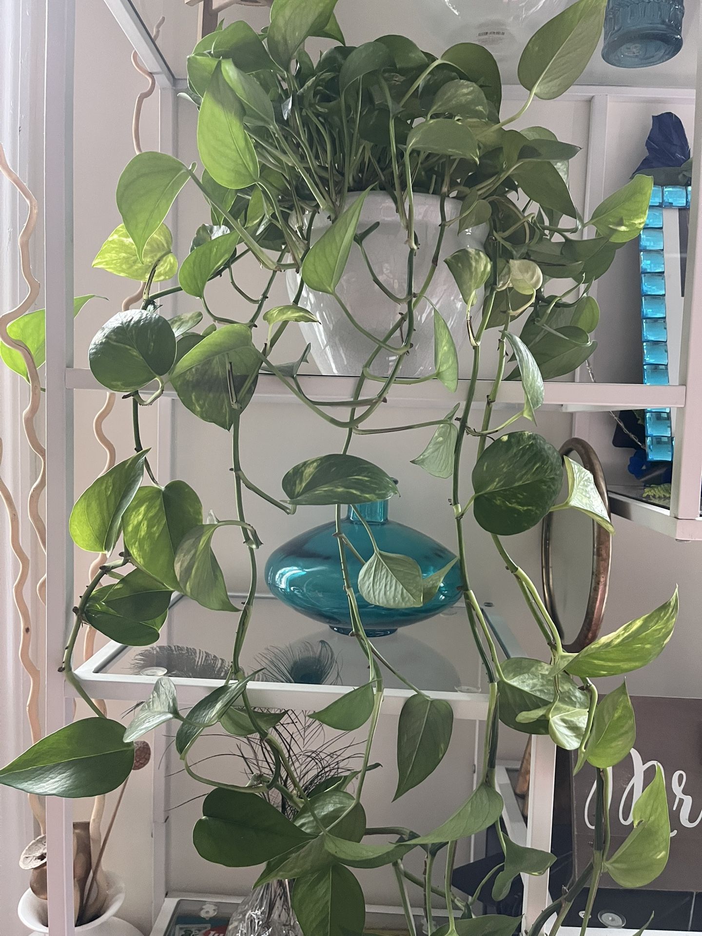 Healthy Plant