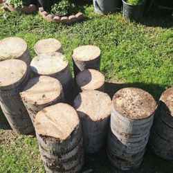 🌴 Palm Tree Stump 🌴 