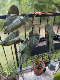 Philodendron Dark Lord