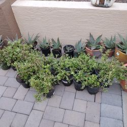 Succulents 