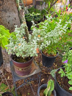 Lantana plant