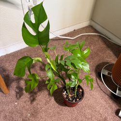 Mini Monstera for Sale!