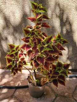 Coleus