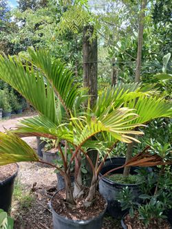 Bottle Palm 15gl $110