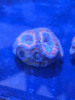 Fake Coral