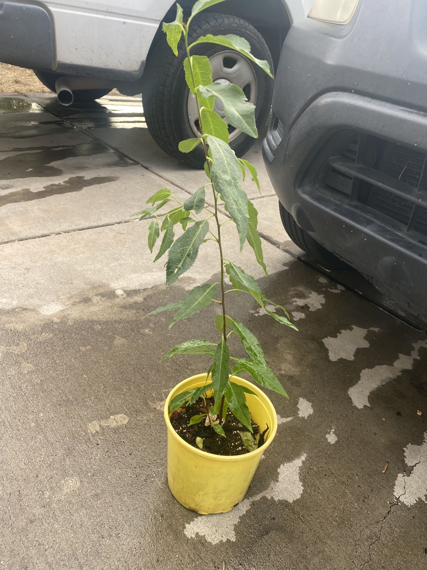 Planta De Capulín Ala Venta 