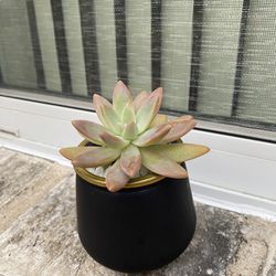 Succulent Plant With Modern Pot