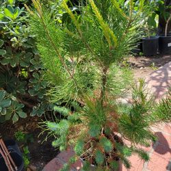 Pine  Tree
