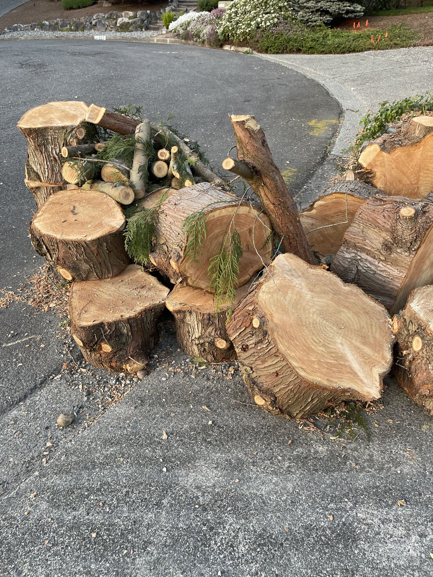 Red Cedar Rounds For Pick Up FREE First Come First Serve for Sale in