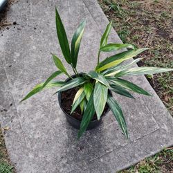 Silver Streak Pothos Plant 