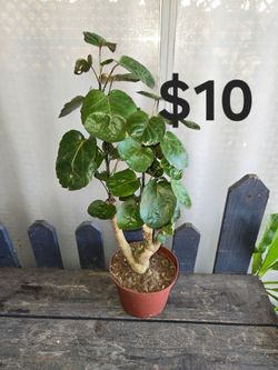 Aralia fabian bonsai