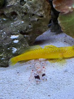Bonded Watchman Gobi and Tiger Pistol Shrimp