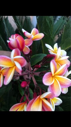 PLUMERIA  FRESH CUTTINGS🌺🌺🌺