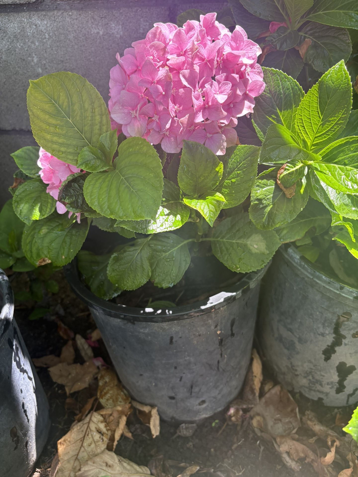 Plants Potencies 