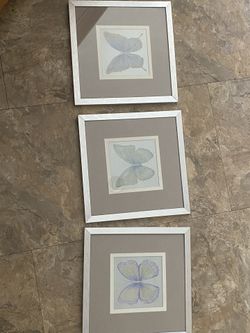 Butterfly Pictures