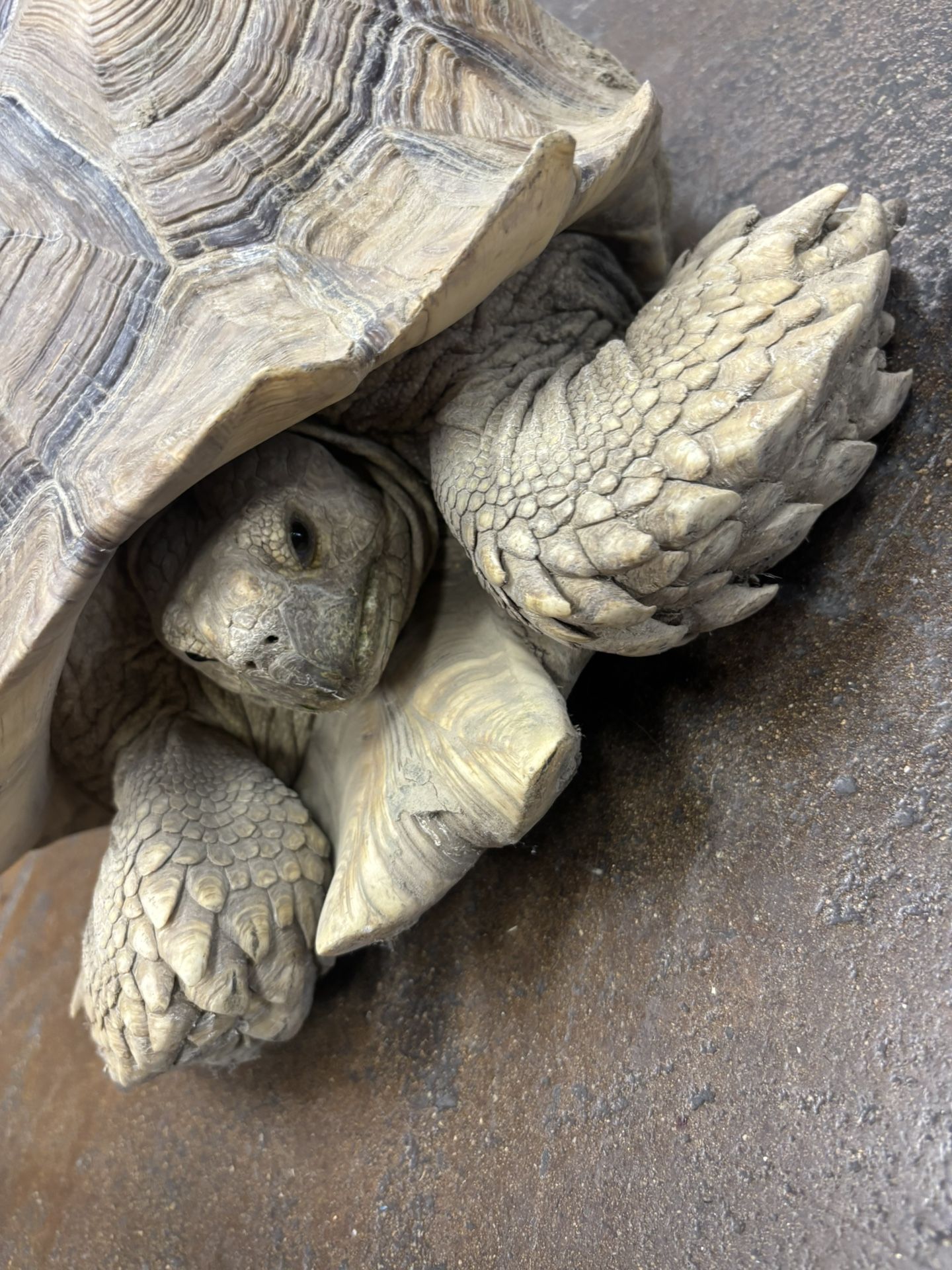 Sulcata