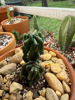 Trichocereus Pachanoi Monstrose (TPM) – Sculptural San Pedro Cactus in 10” Terracotta Pot