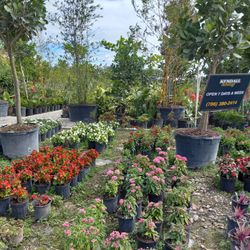 Spring 🪴 Plants! $5.00