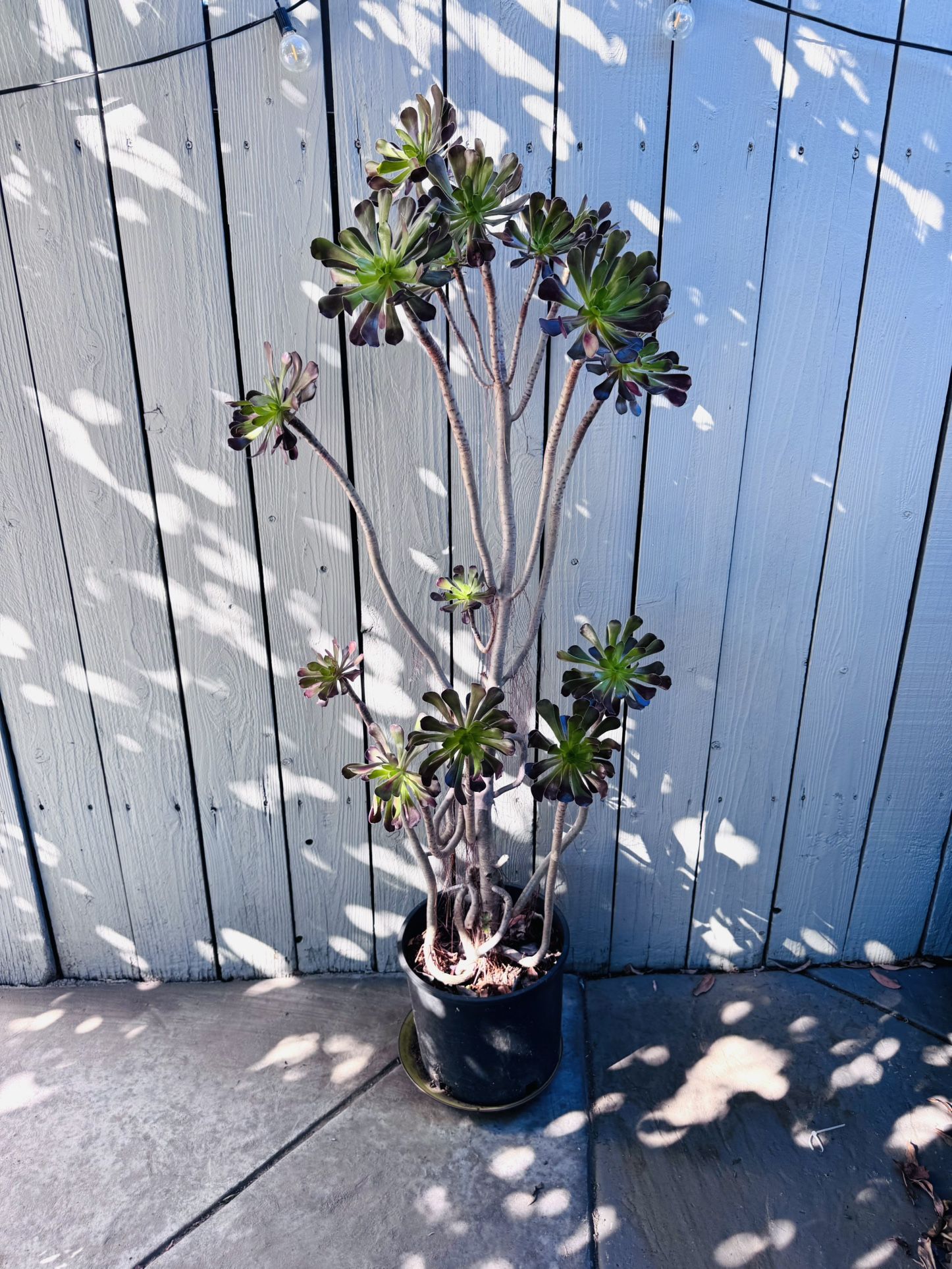 4’4” rare Aeonium succulent