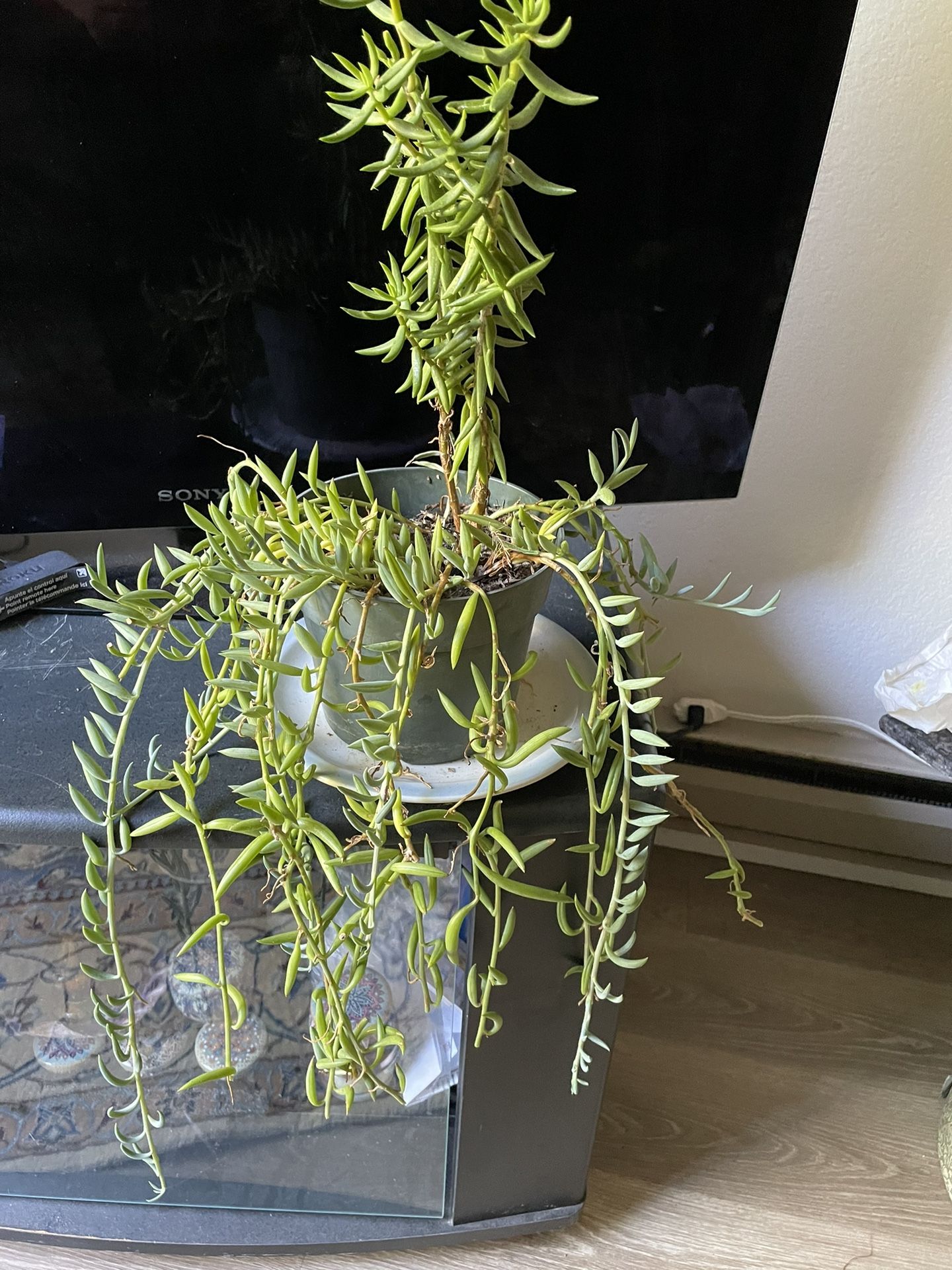 Two plants in a pot, a string of pearls and a miniature pine tree.