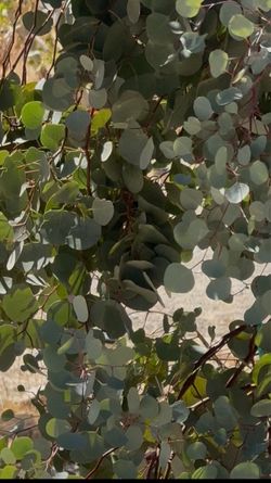 Eucalyptus Leaves