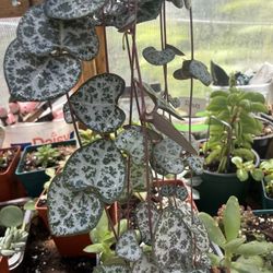 30 Inch Long Variegated String Of Hearts Plant