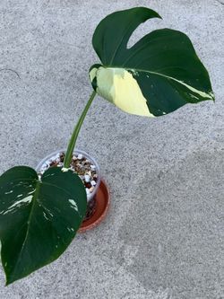Monstera  Mint NO ID