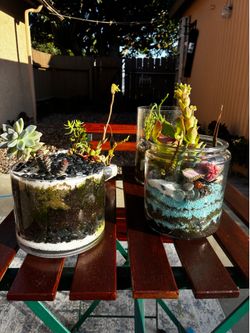 Succulents