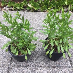 Shasta Daisies Perennial Plants — $10 For All