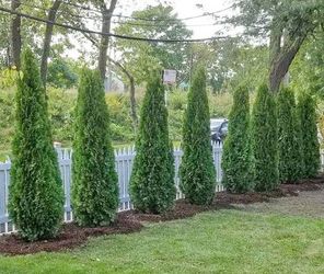 Emerald Green and Green Giant Arborvitae great for privacy fences